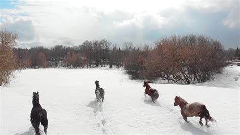 Four horses running on a snowy ground. Aerial view Stock Video Footage ...