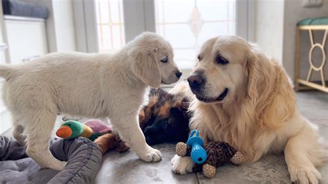 Golden Retriever Loves Playing with Puppies - YouTube