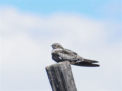 Bird Lore: Common Nighthawk - My Edmonds News