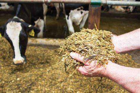 Silage technology to meet growing quality cattle feed demand in ...