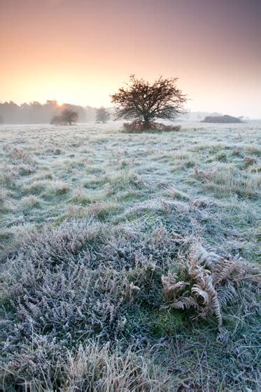 Thetford Forest Photography Guide - Photography Workshops, landscape ...