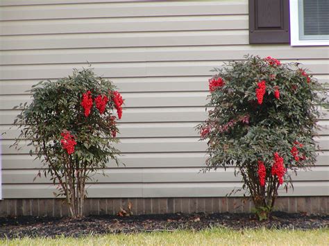 Prune to Rejuvenate Old Foundation Shrubs | What Grows There :: Hugh ...