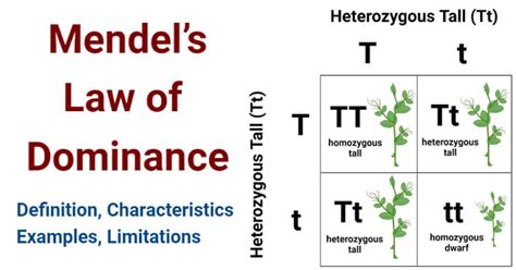 Mendel’s Law of Dominance- Definition, Examples, Limitations