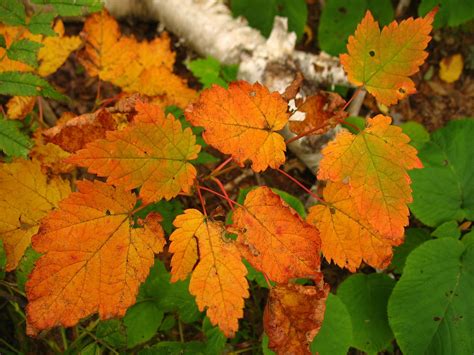 Appalachian Mountain Club Nature Notes: Fall Foliage Update 9/23