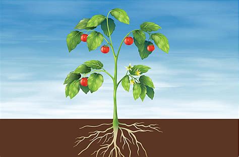 Parts Of A Plant Planted Science Cycle Vector, Planted, Science, Cycle ...