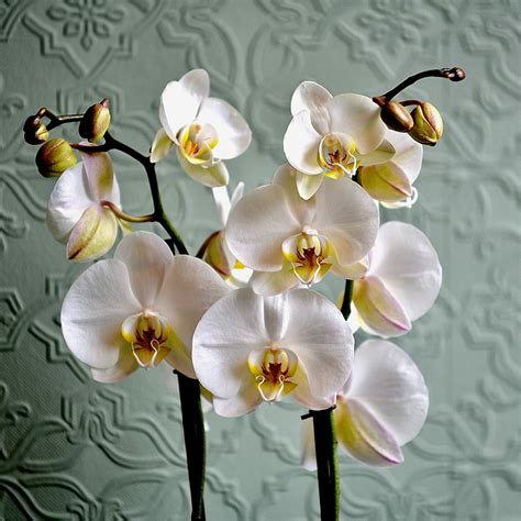 Orchid Plants - Kensington Flowers