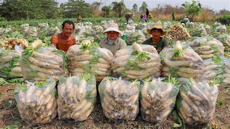 How to Grow White Radishes from Seed to Fast Harvest in My Village ...