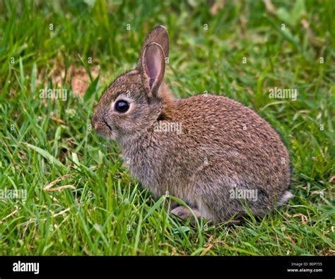 Baby Wild European Rabbit (oryctolagus cuniculus Stock Photo - Alamy