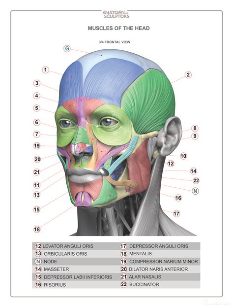 Head & Neck Anatomy book - MUSCLES - Estimated completion of this book is April 2016. | Anatomy ...