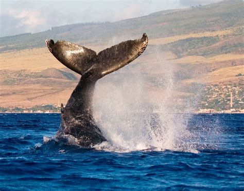 San Diego Whale Watching | San Diego Fishing Charters