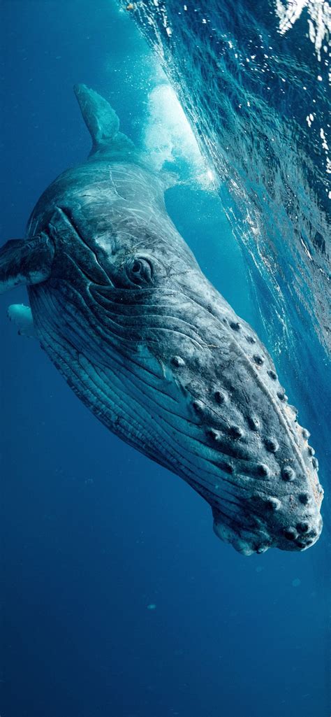 humpback whale iPhone Wallpapers Free Download