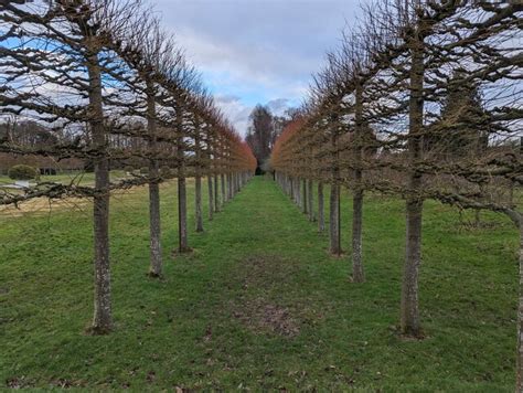 Lines of pleached lime trees © TCExplorer :: Geograph Britain and Ireland