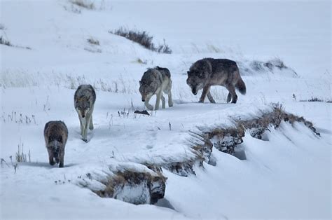 Two wolves struck by vehicle in Yellowstone National Park