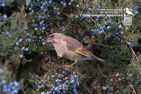 Carduelis chloris on Behance