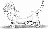 Basset Hound 2 Coloring Pages  Free Printable sketch template
