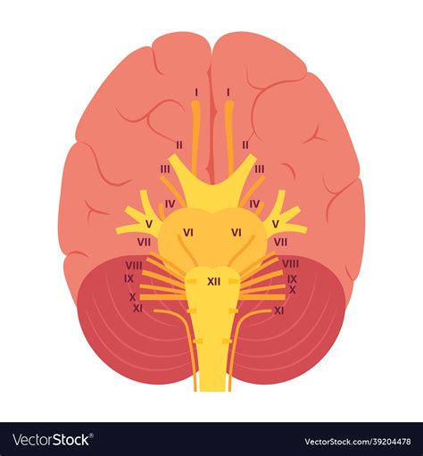 Cranial Nerve Diagram