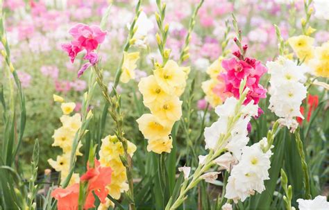 Gladiolus Birthday Flowers | BirthdayBuzz