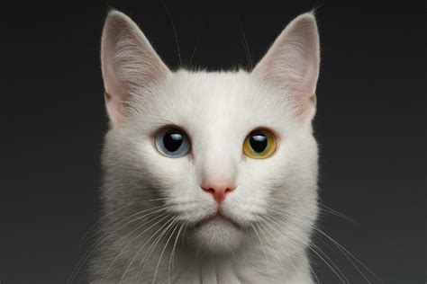 How Cats See: Everything You Need To Know About Your Cat's Eyes - CatGazette