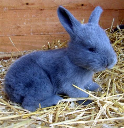 Blue American Rabbit. Developed in 1917 by Lewis Salisbury (who never ...