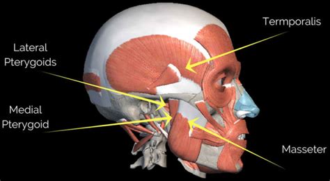 Masseter muscle anatomy, location, function, hypertrophy & masseter botox