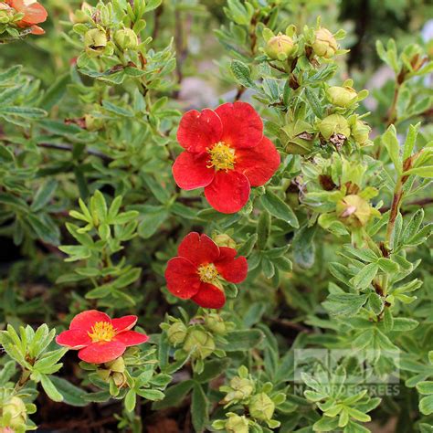 Potentilla Red Lady - Shrubby Cinquefoil Red Lady – Mail Order Trees