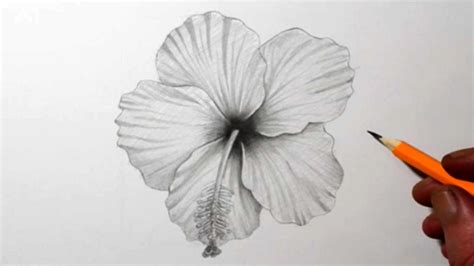 How to Draw a Hibiscus Flower | Pencil Drawing - YouTube