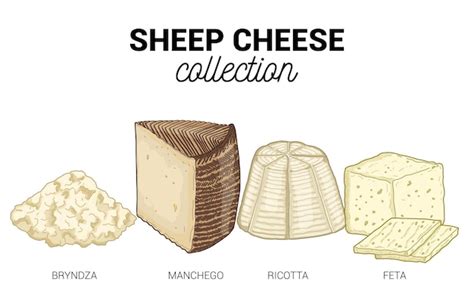 Premium Vector | Sheep Cheese Types Collection Colorful Hand Drawn ...