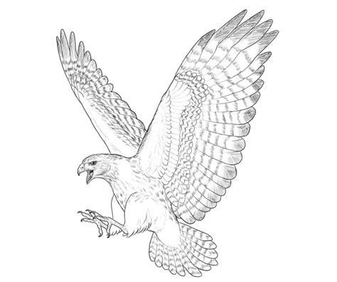 Red Tailed Hawk Flying Drawing