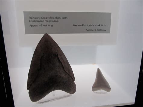 Megalodon and Great White Shark tooth comparison by Daikaiju-fanboy on DeviantArt