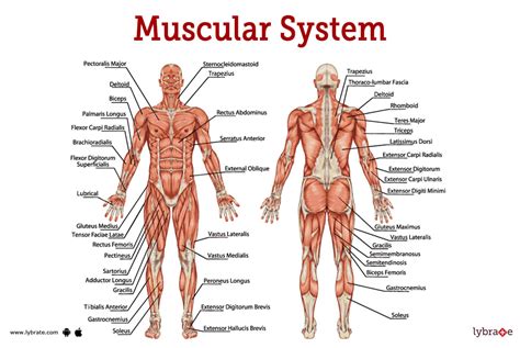 Muscular System (Human Anatomy): Picture, Functions, Diseases, and ...