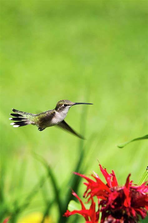 Hummingbird Hovering Over Flowers Photograph by Christina Rollo | Fine ...