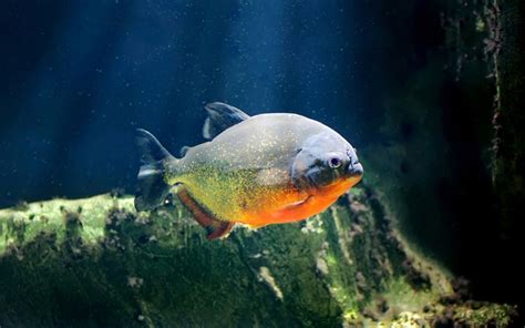 Piranha Fish - Habitat, Care, Feeding, Tank Size, Breeding - AquariumNexus