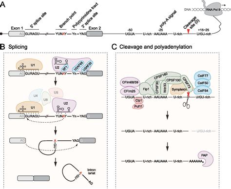 Regulation of alternative splicing and polyadenylation in neurons | Life Science Alliance