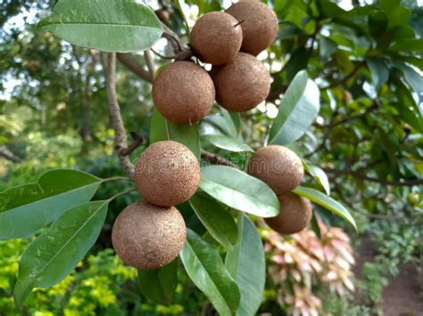 Chiku Fruits Tree in Agriculture Stock Photo - Image of plant, sweet ...