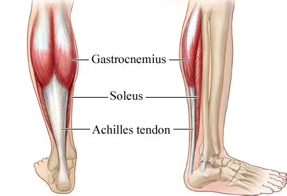 Soleus Muscle Stretch - Relieve Deep Calf Pain Chiropractor Bloomington ...