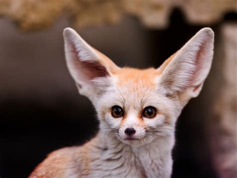 fennec, Animals Wallpapers HD / Desktop and Mobile Backgrounds