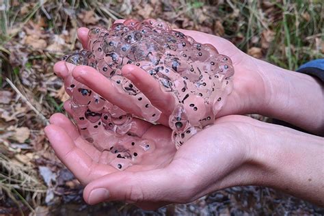 Pond Breeding Amphibians - Tremont Institute