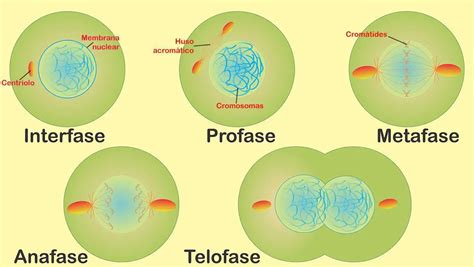 División celular: definición y las 5 fases de la mitosis