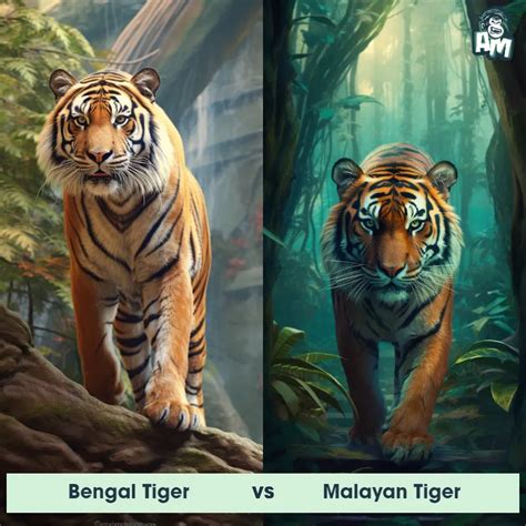 Malayan Tiger: Predator-Prey Interactions, Fights, and Aggressive ...