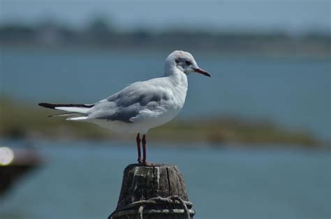 Premium Photo | European herring gull