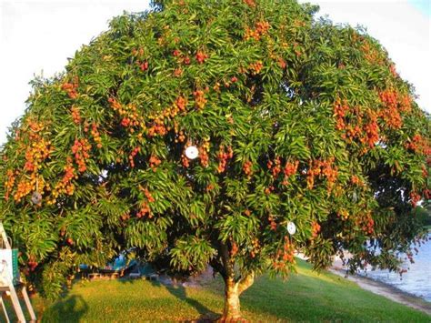 Lichi fruit in Thailand - taste, ripening season, useful properties