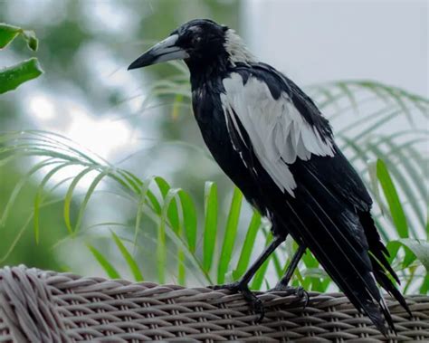 The Spiritual Meaning of Magpies: Symbolism