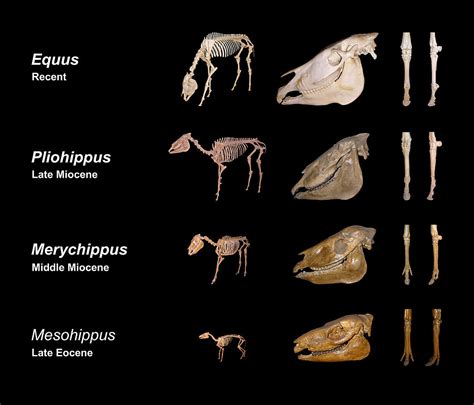 Classify Each Example Into the Correct Evolutionary Evidence Category.