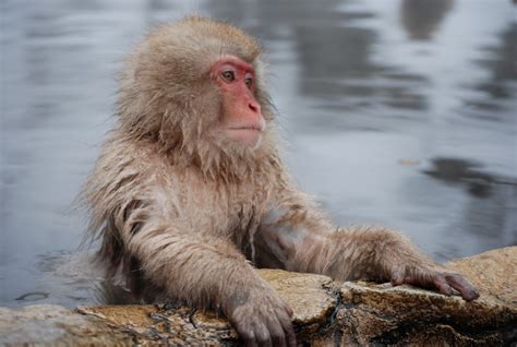 Japan Journal: Snow Monkeys, the Japanese "Alps" and Onsen