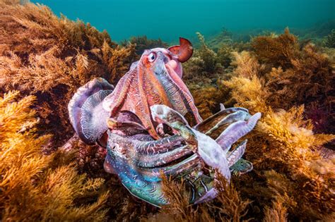 Cuttlefish Mating Season - Capture magazine