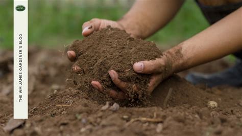 Feeding The Future: The Best Soil For Growing Vegetables Sustainably | WM James & Co.