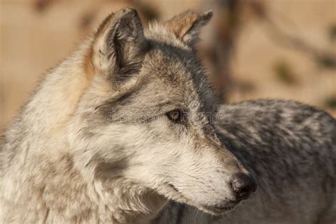 Northern Rocky Mountains Wolf, Canis Lupus Irremotus Stock Image ...