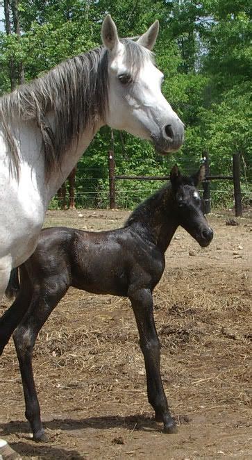 Any photos of black foals and their coat changes? | Color Genetics