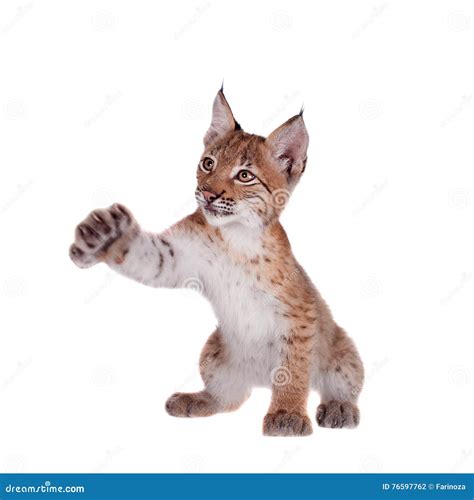 Eurasian Lynx cub on white stock photo. Image of curious - 76597762