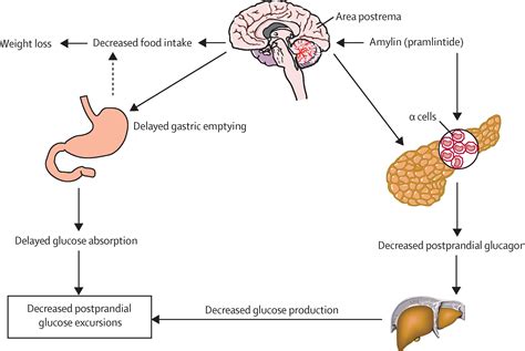 Glucagon For Food Bolus - Paling Baru Food Bolus Definition - Alexandra Gardea - It is an ...